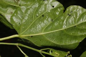 Cissus verticillata voucher:nz-10162